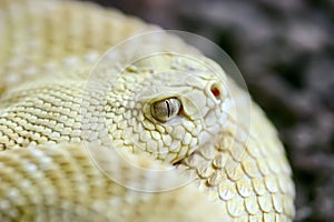 Coiled albino snake eye