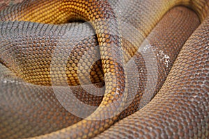 Coiled Amethystine Python Skin Scales Detail