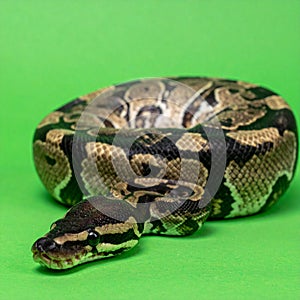 Coiled Ball Python on a Green Background