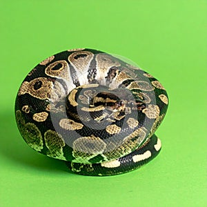 Coiled Ball Python on a Vibrant Green Backdrop