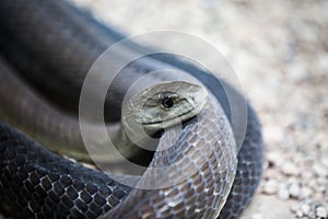 Coiled black mamba snake