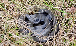Coiled Black Racer Snake, Dyar Pasture Wildlife Preserve Georgia