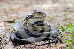 Coiled Black Ratsnake ready to strike