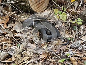 Coiled Blacksnake warming on a chilly April Afternoon