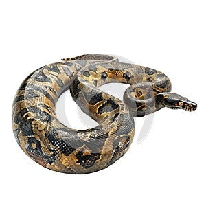 Coiled boa constrictor on transparent background