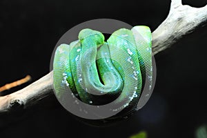 Coiled bright green tree snake