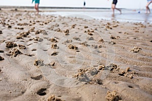 Coiled castings of sandworm that live in silty-sandy soil. Casts of sand sculptures made by lugworm or arenicola marina