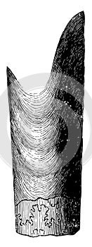 Coiled Chambered Shell, vintage illustration
