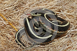 coiled coast garter snake (Thamnophis elegans terrestris)