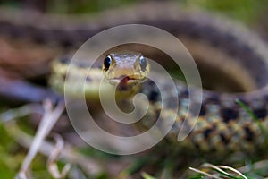 Coiled Garter Snake