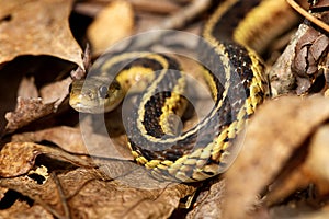 Coiled garter snake looking intently into the camera in Connecticut