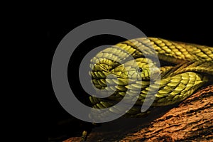 Coiled Green Mamba Isolated on Black