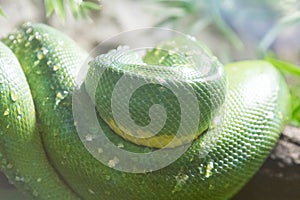 Coiled green snake sunning itself on a branch