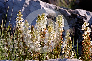 Coiled Lousewort Flowers photo