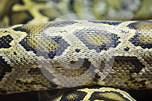 Coiled python skin