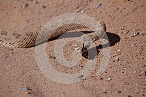 Coiled Rattle Snake on the Move
