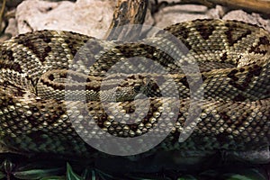 Coiled rattlesnake detail on scales