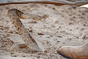 Coiled rattlesnake in sand