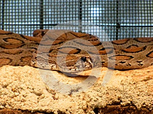 Coiled Russell viper Daboia russelii is a species of venomous snake Poisonous snake