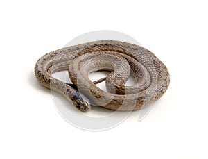 Coiled Snake photo