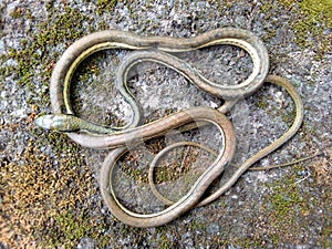 A coiled snake