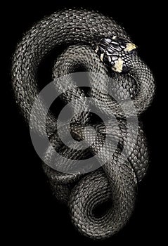 Coiled snake on black