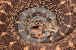 Coiled snake photo