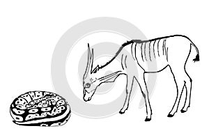Coiled snake python chasing eland antelope grazing vector illustration isolated.
