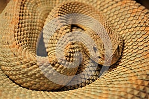 Coiled snake with sand colored scales