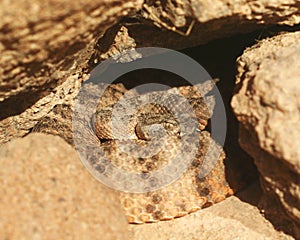 A Coiled Tiger Rattlesnake