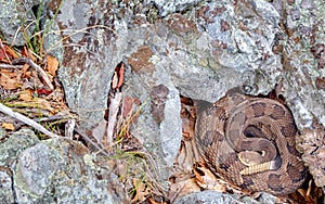 Coiled Timber Rattlesnake