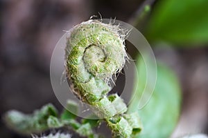 A Coiled Up Fiddlehead from a Fern