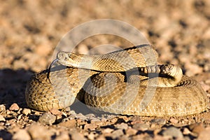 Coiled up rattlesnake photo