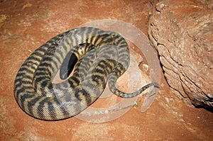 Coiled up Taipan
