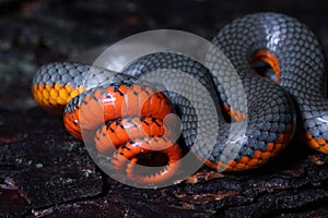 Defensive tail coiling display of Ringneck Snake photo