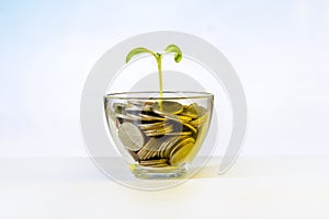 Coin in grass and tree investment concept