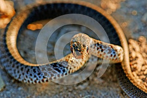 Coin-marked Snake also known as leaden-colored racer