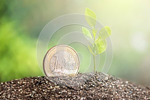 Coin with plant growing on top for business, saving, growth, economic concept