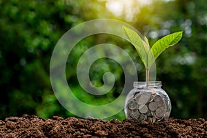 Coin with plants growing on top placed on soil in green nature background for business growth