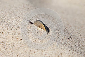 Coin in sand.