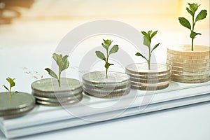 Coin with tree in mutual funds concept. photo