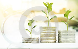 Coin with tree in mutual funds concept.