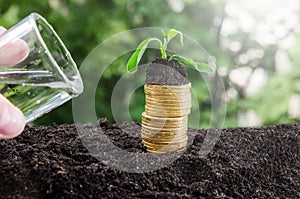 Coin in watering on wood and tree bokeh background.concept save money.Money growth concept