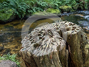 Coin wishing tree at Golitha Fall, near Liskeard, Cornwall, England. Stump with coins embedded into it.