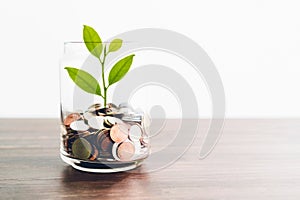 Coins in a bottle and the green tree, Represents the financial growth. The more money you save.