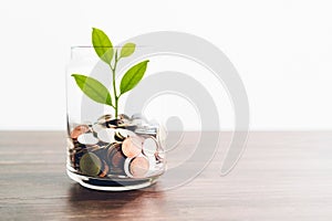 Coins in a bottle and the green tree, Represents the financial growth. The more money you save. photo