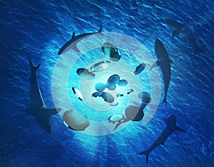 coins falling into a circle of sharks underwater