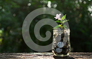 Coins in glass jar with plant concept under garden background.