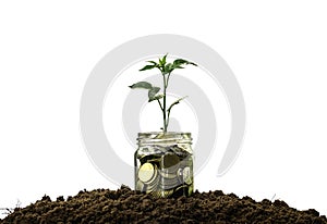 Coins in glass jar with plant on top putting on soil isolated for save concept on white background