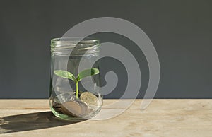 Coins in glass jar with young plant in side it growing up from t